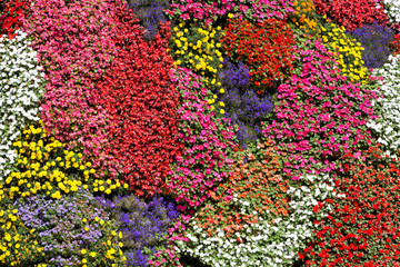 Fototapeta na wymiar colorful flowers in a garden