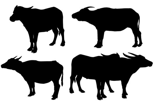  Silhouette of  Buffalo isolated on the white background Thai Buffalo on white background Buffalo in Thailand image