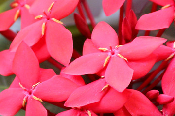 Obraz na płótnie Canvas red flower spring with background another flower