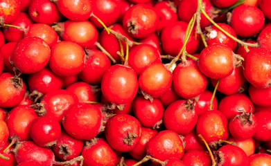 Red hawthorn berries as background