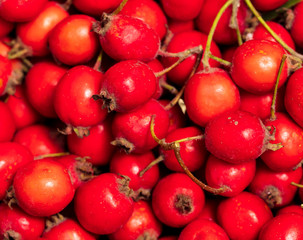 Red hawthorn berries as background