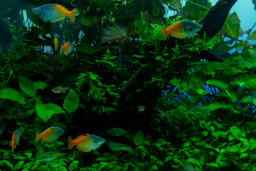 水族館の水槽にて、緑の藻の間を美しい魚が泳ぐ風景が美しい