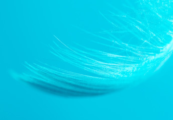 Fototapeta na wymiar Blue feather isolated on blue background