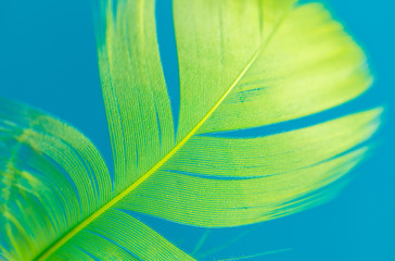 Green feather isolated on blue background