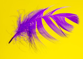 Purple feather isolated on yellow background