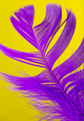 Purple feather isolated on yellow background