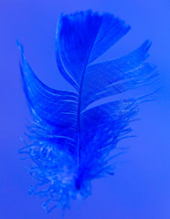 Obraz premium Blue feather isolated on blue background