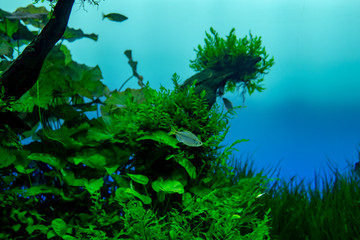 水族館の水槽にて、緑の藻の間を美しい魚が泳ぐ風景が美しい