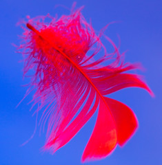 Red feather isolated on blue background