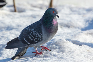 Dove in the snow in winter