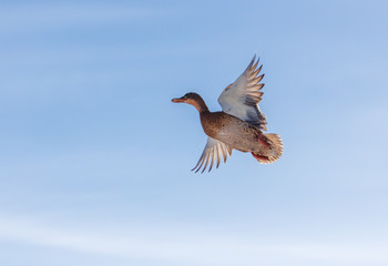 Duck flying in the sky