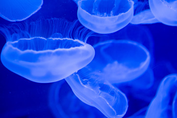 ミズクラゲの漂う姿が幻想的で美しい