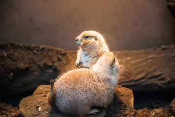 プレーリードッグ、動物