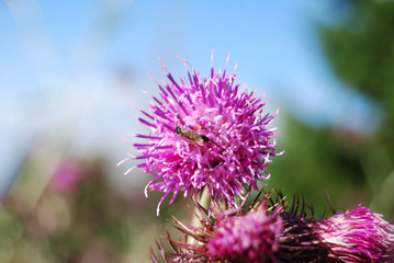 The vegetation in Berkovski Balkan