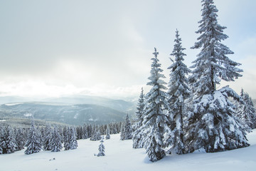 White beautiful winter in the forest covered with fresh snow