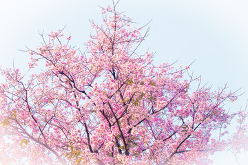 Pink cherry blossom, beautiful flowers against clear sky  in spring summer lovely sweet nature