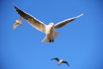 seagull in flight, blue sky in background