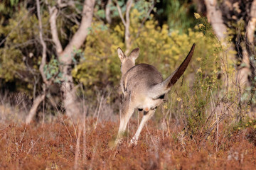 An Eastern-grey Kangaroo joey at Mt Mugga Mugga Nature Reserve