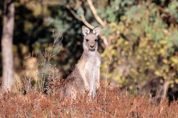 Naklejka na ściany i meble An Eastern-grey Kangaroo joey at Mt Mugga Mugga Nature Reserve