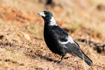 Australian Magpie looking for food on Red Hill Nature Reserve, ACT in the morning of March 2019