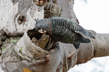 A female Gang-gang Cockatoo chewing bark in the morning at Mount Mugga Nature Reserve in March 2019