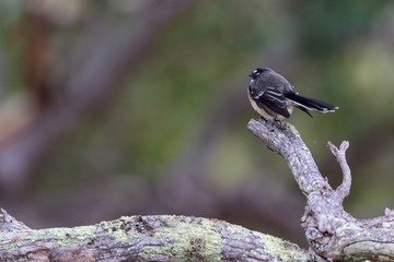 A Grey Fantail searching for food in the morning at Mount Mugga Nature Reserve in March 2019