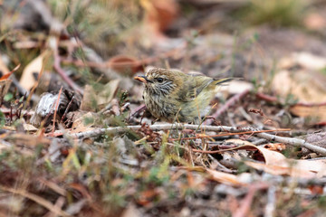 A Striated Thornbill searching for food in the morning at Mount Mugga Nature Reserve in March 2019