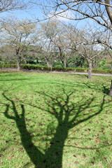 Fototapeta na wymiar 芝生の中に立つ樹木