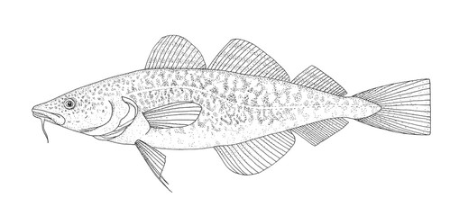 Obraz premium Atlantic cod. Hand drawn black image.