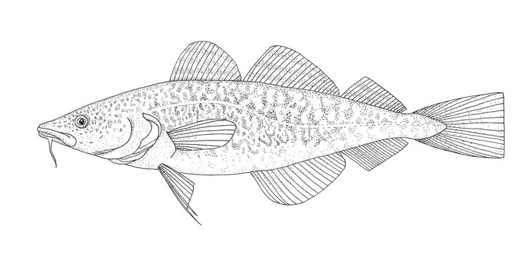 Atlantic cod. Hand drawn black image.