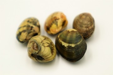 潮干狩りで採ってきたので並べてみた