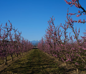 Apple orchard blossoms in spring in the Pyrenees-Orientales, France