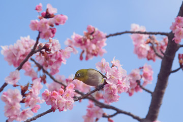 メジロと河津桜