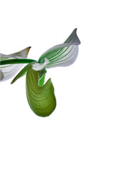 Closeup nature of Paphiopedilum collosum, Yellow and green orchid called Lady's slipper orchid in the garden under sunlight , using as a background or wallpaper