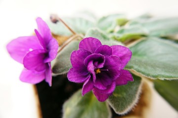 blossoming violet closeup macro