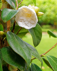 small  white Camelia flower closeup in evergreen garden, blurred background