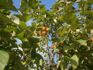 apples on Apple tree