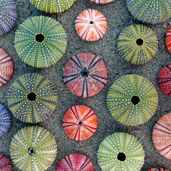 green, pink and violet colored sea urchin shells on dark sand beach