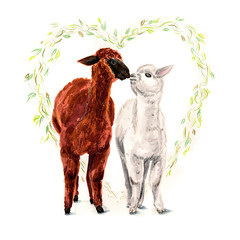 two lamas kissing each other with a lef heart hehind isolated on white background hand drawn illustration