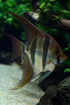 Closeup view of freshwater angelfish