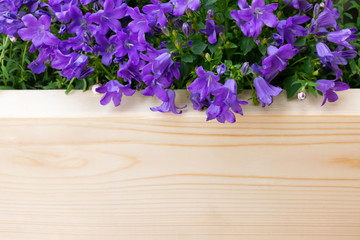 かわいい春の花、ひっそりと咲く紫色の小さなオトメギキョウ/ベルフラワー