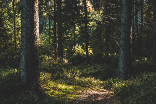 Beautiful Sunset In Sunny Autumn Coniferous Forest
