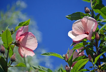 Australian native pink Hibiscus flowers and buds, Hibiscus splendens, family Malvaceae, against a...