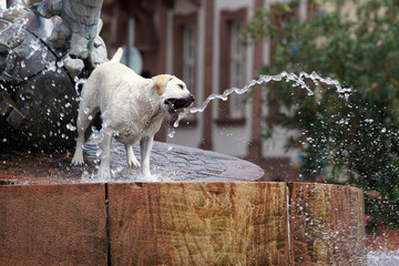 großer weißer Hund schnappt nach Wasserstrahl am Brunnen - Heidelberg, Deutschland