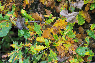 herbstliches Eichenlaub
