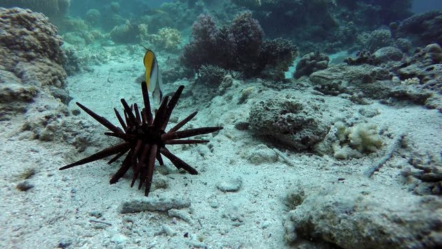 Heterocentrotus mammillatus,  Colorful corals and fish. Tropical fish. Underwater life in the ocean.