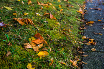 Colorful picture of autumn leaves on green grass