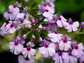 シノルキス・グッタータ