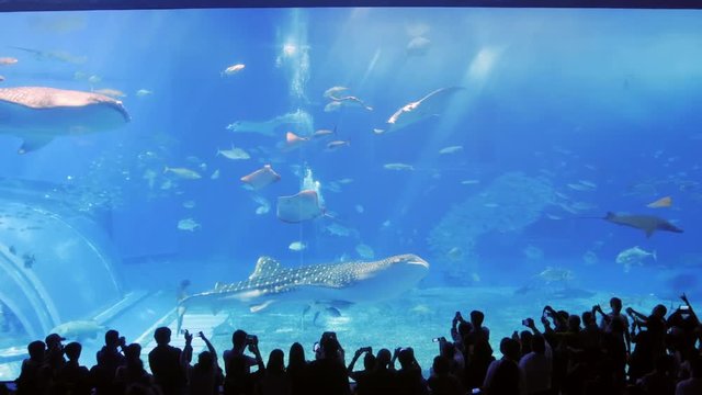 View of the giant aquarium glass tank  with the big whale and many fishes in the tank - silhouette of people while watching the tank of fish in aquarium 