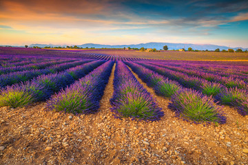 Amazing purple lavender fields in Provence region, Valensole, France, Europe